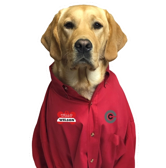 A yellow labrador retriever wearing a red button-up shirt with a name tag that says "Wilson" and a circular logo on the chest.